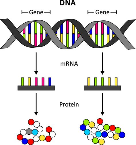 How Does Dna In Cells Determine An Organism's Complex Traits