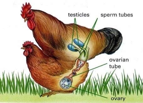 How Does Male Bird Fertilize Egg