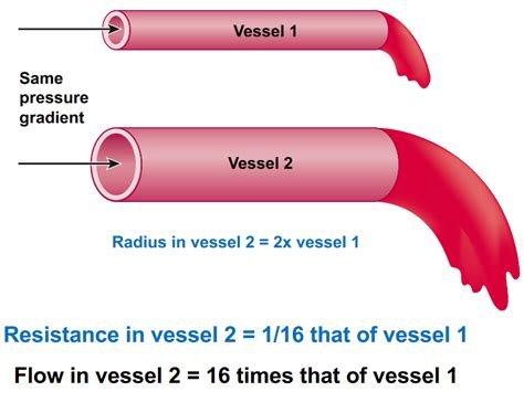 How Does The Body Decrease The Blood Vessel Radius