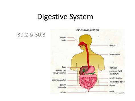 How Does The Digestive System Work With Respiratory System