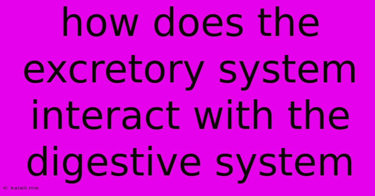 How Does The Excretory System Interact With The Digestive System