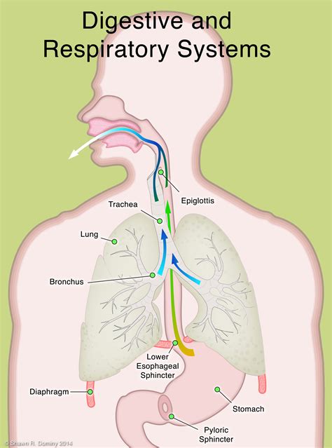 How Does The Respiratory System Work With The Digestive System