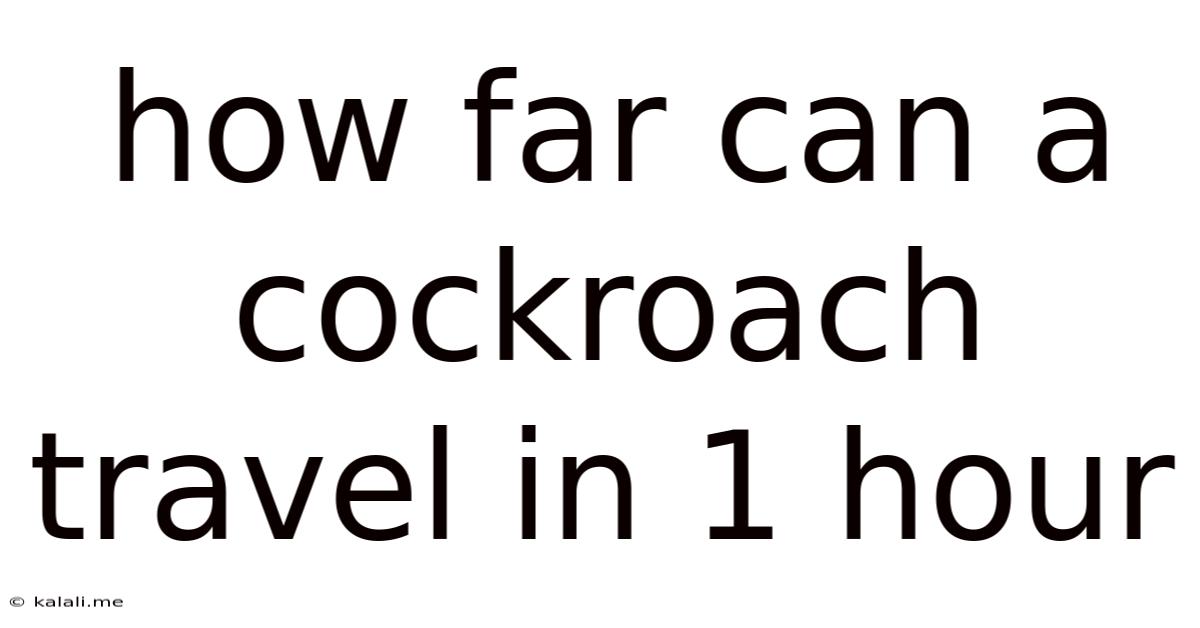 How Far Can A Cockroach Travel In 1 Hour