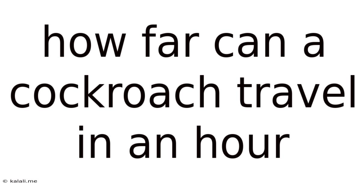 How Far Can A Cockroach Travel In An Hour