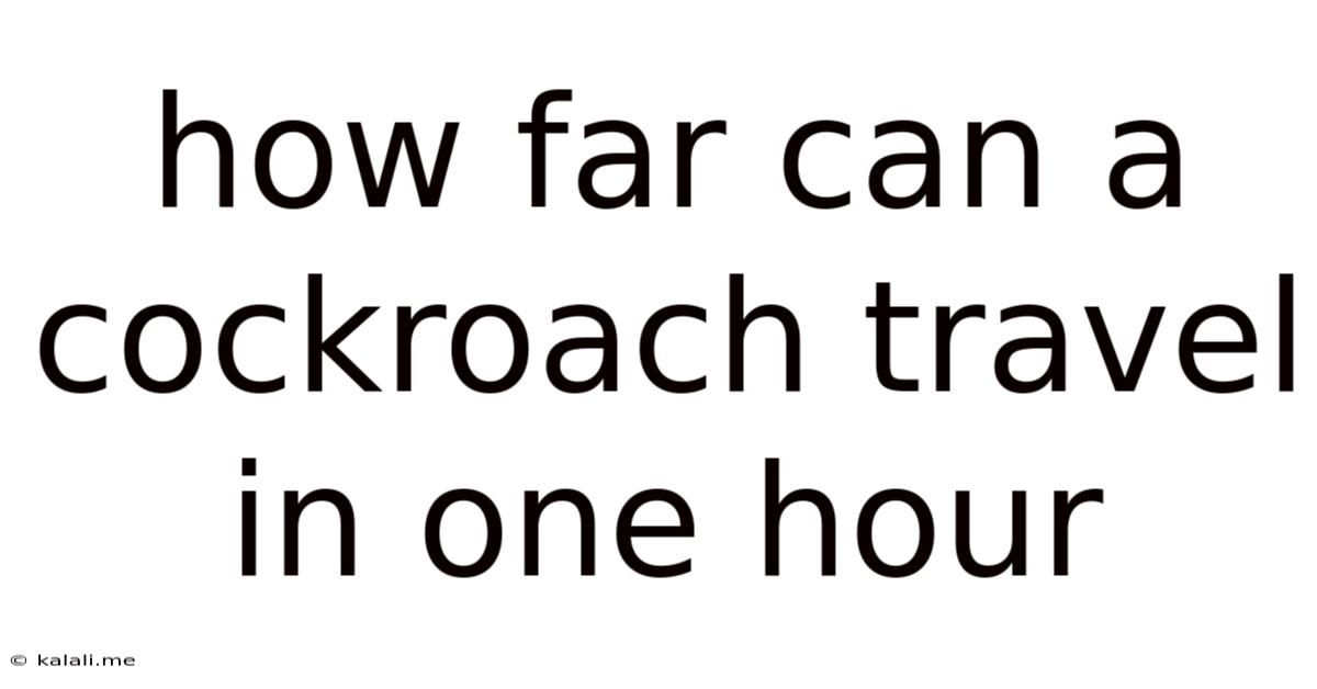 How Far Can A Cockroach Travel In One Hour