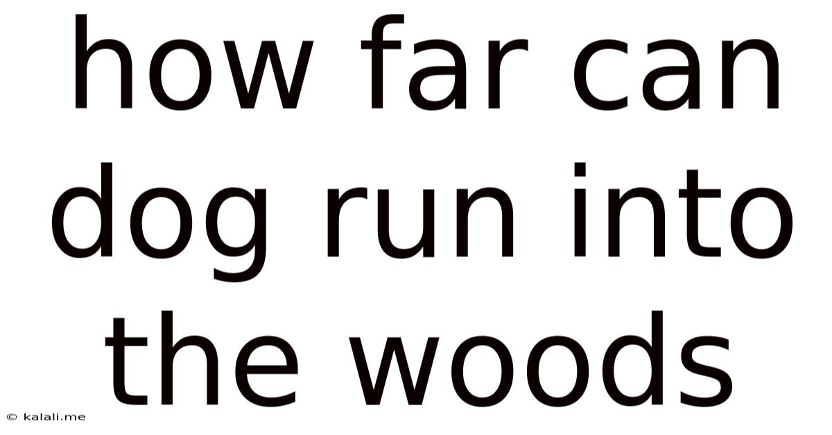 How Far Can Dog Run Into The Woods