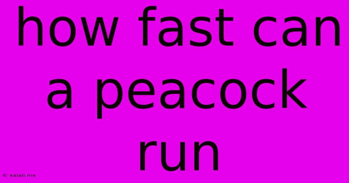 How Fast Can A Peacock Run