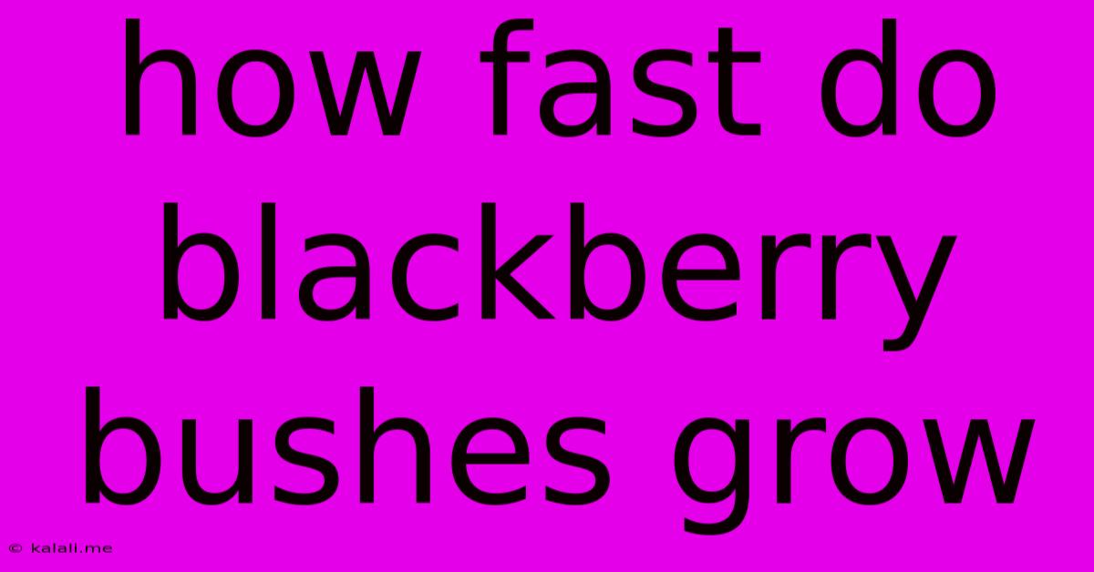 How Fast Do Blackberry Bushes Grow