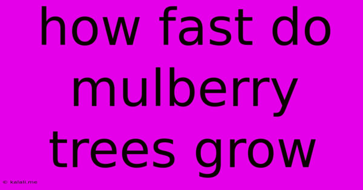 How Fast Do Mulberry Trees Grow