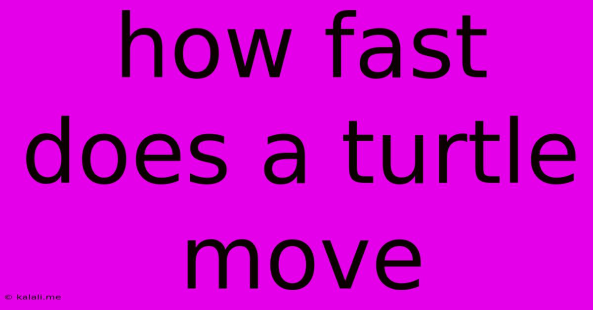 How Fast Does A Turtle Move