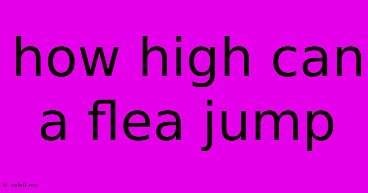 How High Can A Flea Jump