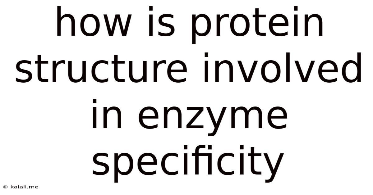 How Is Protein Structure Involved In Enzyme Specificity