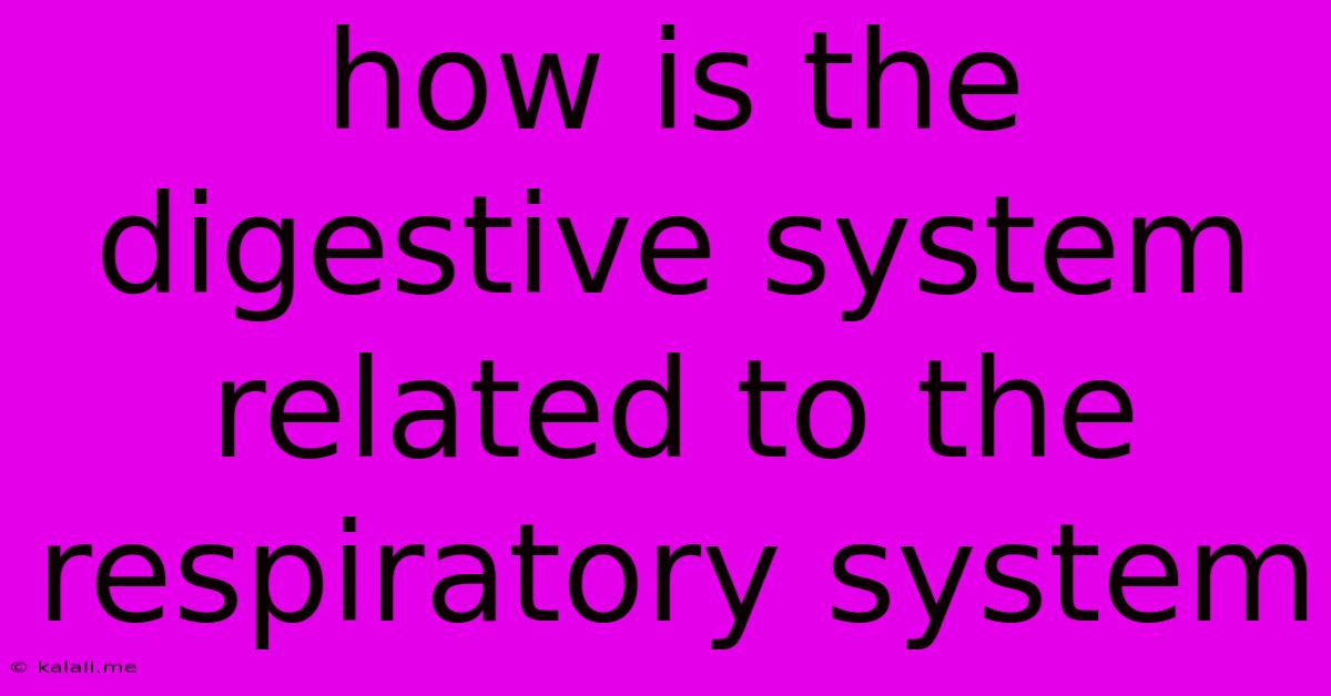 How Is The Digestive System Related To The Respiratory System