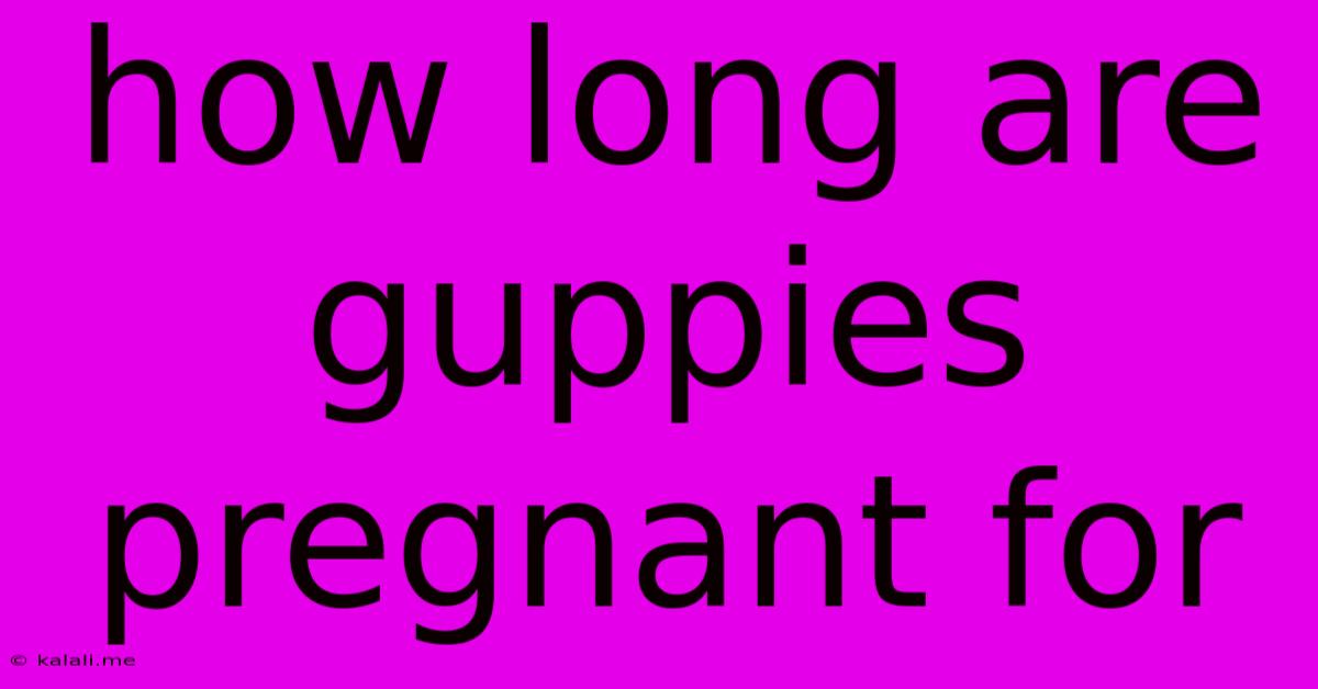 How Long Are Guppies Pregnant For