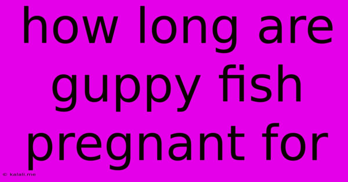 How Long Are Guppy Fish Pregnant For