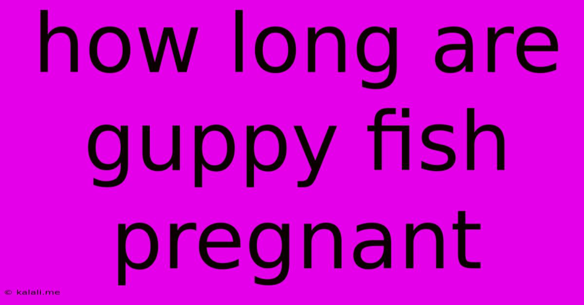How Long Are Guppy Fish Pregnant