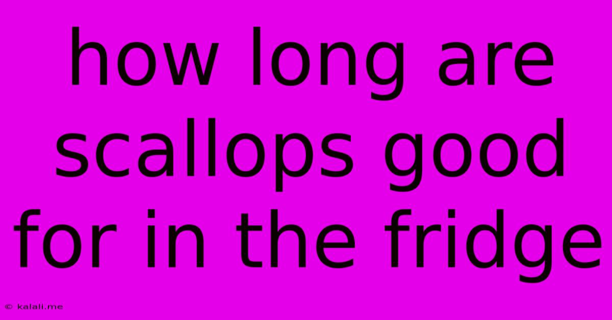 How Long Are Scallops Good For In The Fridge