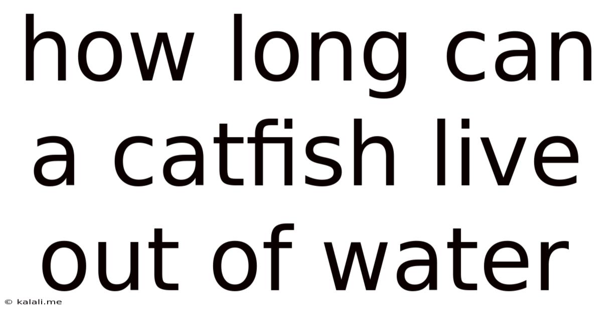 How Long Can A Catfish Live Out Of Water