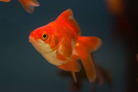 How Long Can A Fish Live With Swim Bladder Disease