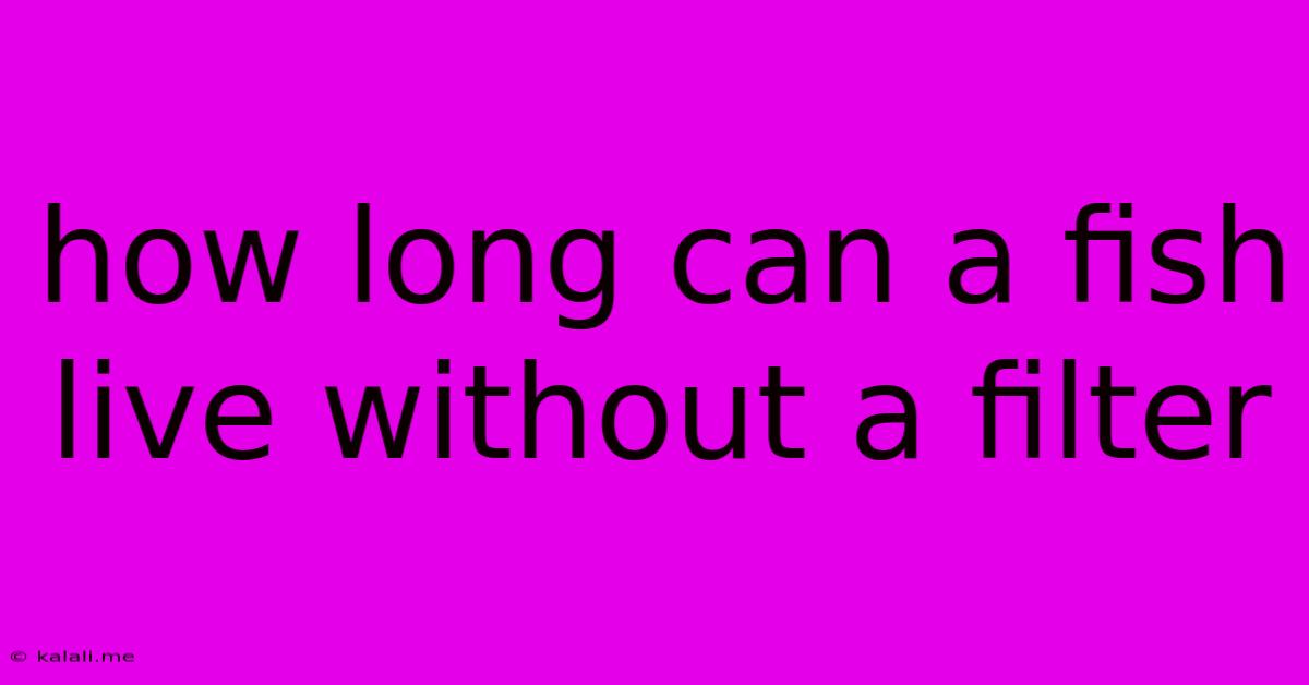 How Long Can A Fish Live Without A Filter