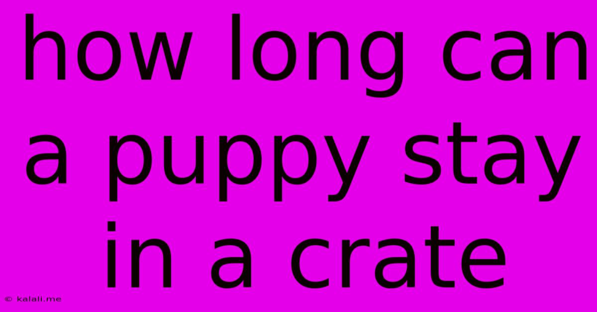 How Long Can A Puppy Stay In A Crate