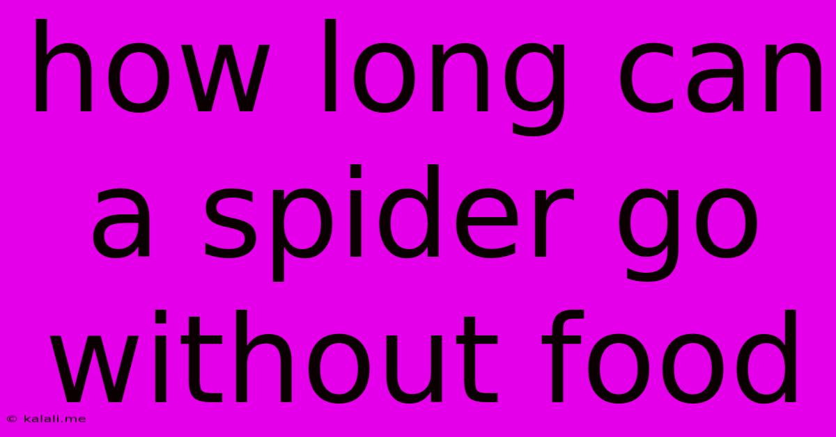 How Long Can A Spider Go Without Food