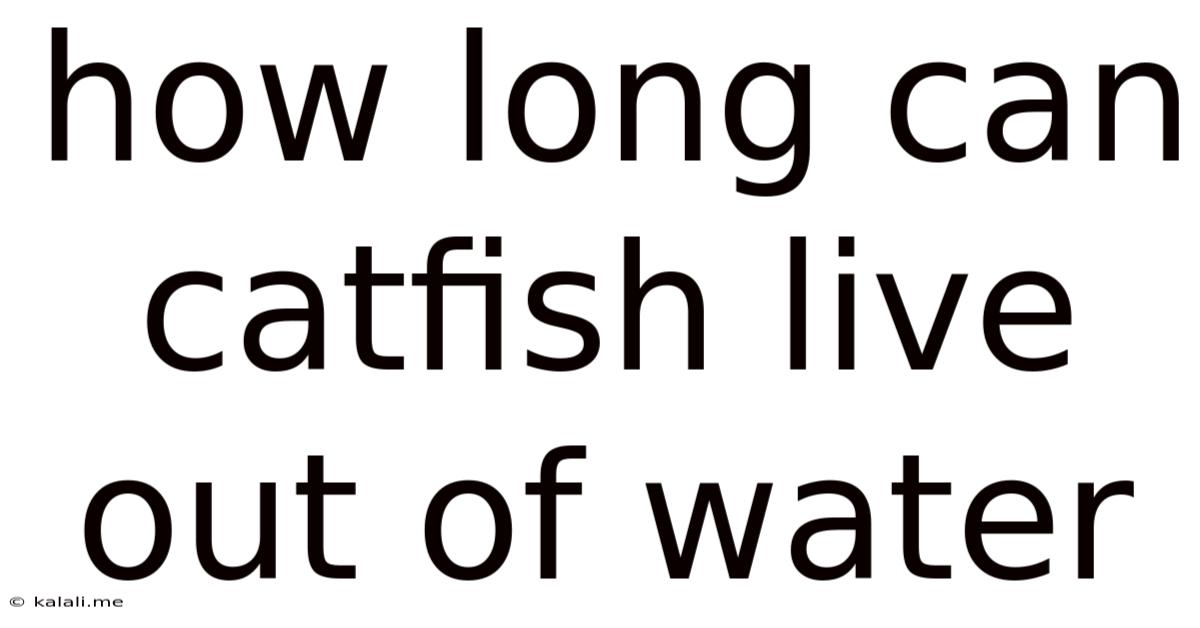 How Long Can Catfish Live Out Of Water