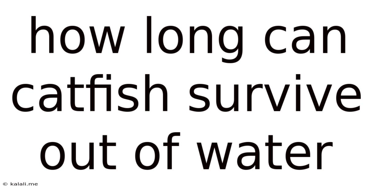 How Long Can Catfish Survive Out Of Water