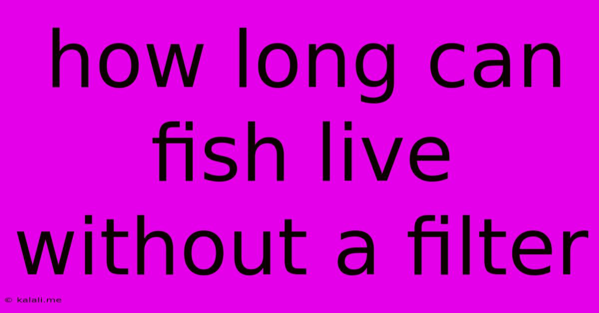 How Long Can Fish Live Without A Filter