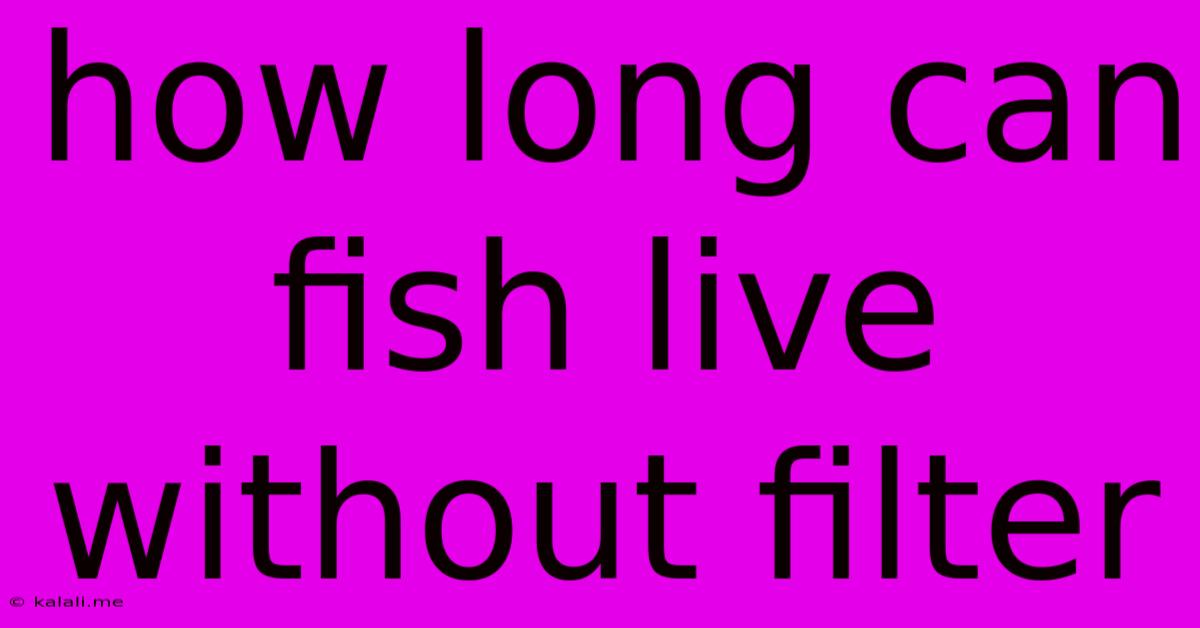How Long Can Fish Live Without Filter