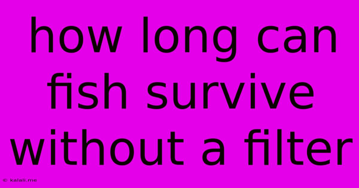 How Long Can Fish Survive Without A Filter