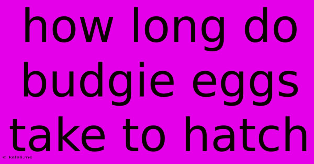 How Long Do Budgie Eggs Take To Hatch