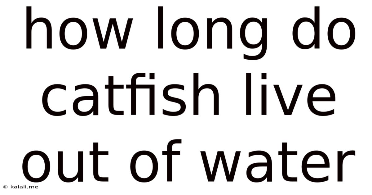 How Long Do Catfish Live Out Of Water