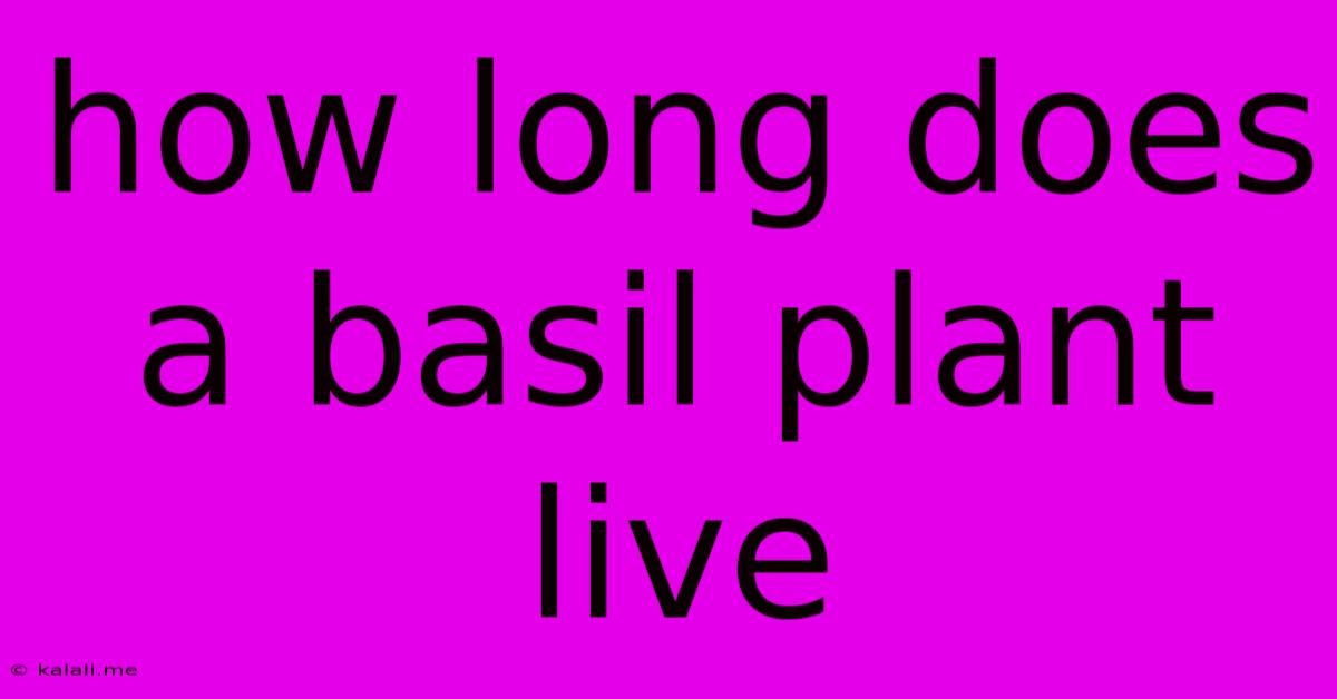 How Long Does A Basil Plant Live