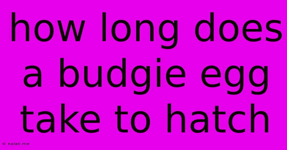 How Long Does A Budgie Egg Take To Hatch