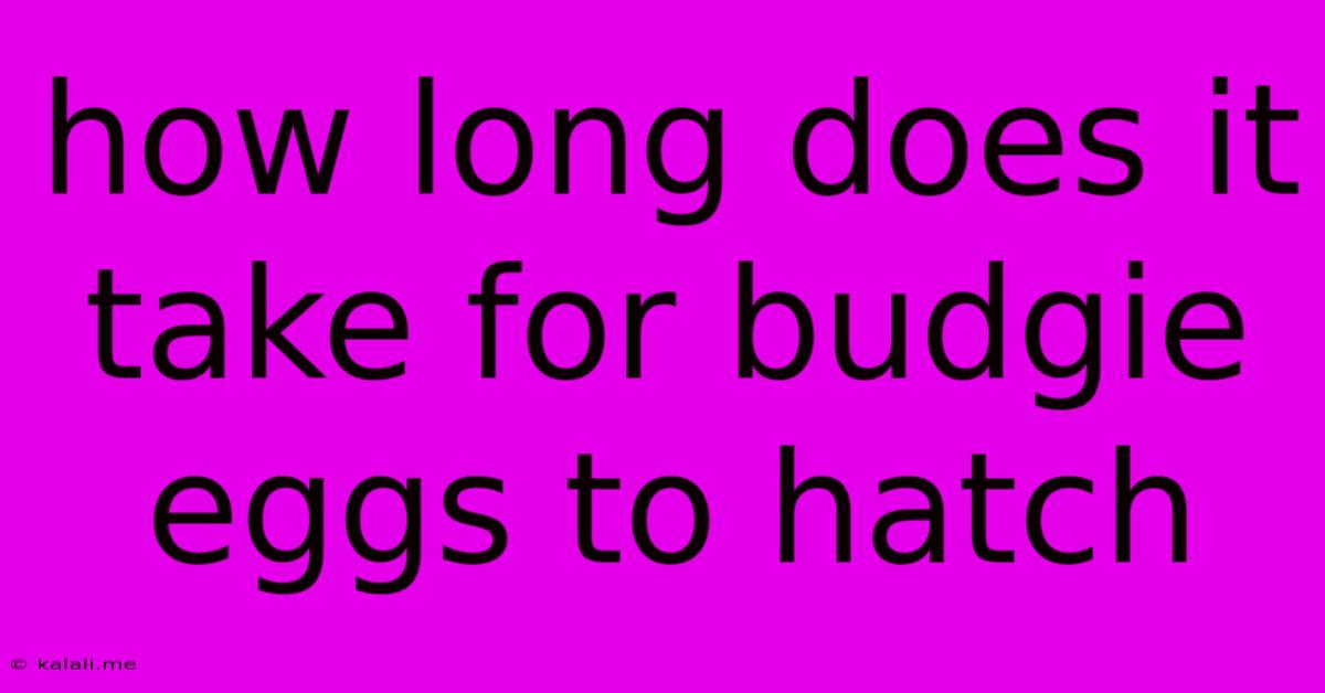 How Long Does It Take For Budgie Eggs To Hatch