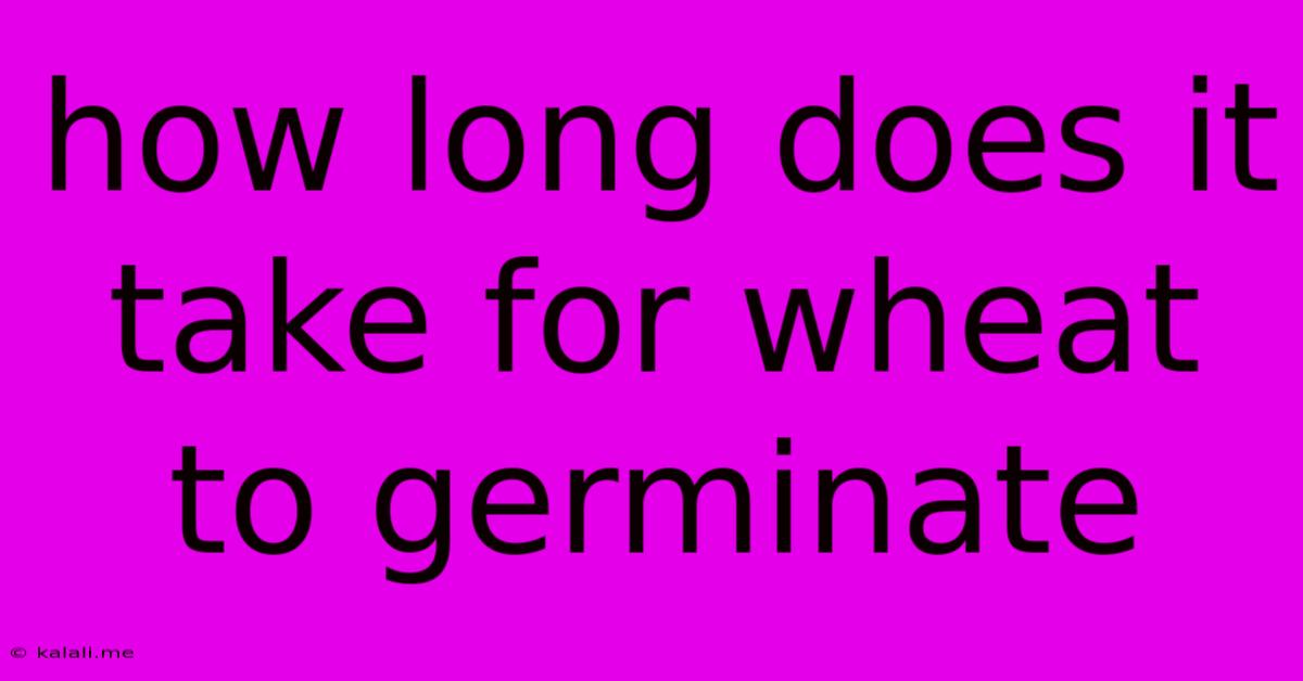 How Long Does It Take For Wheat To Germinate