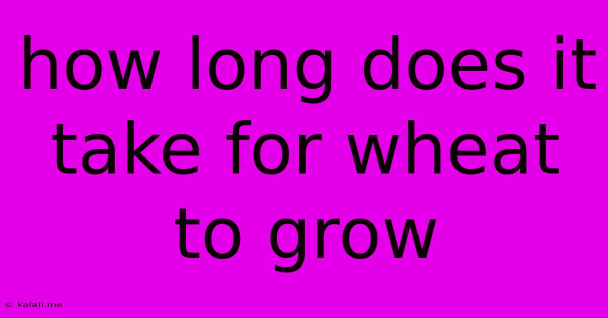 How Long Does It Take For Wheat To Grow
