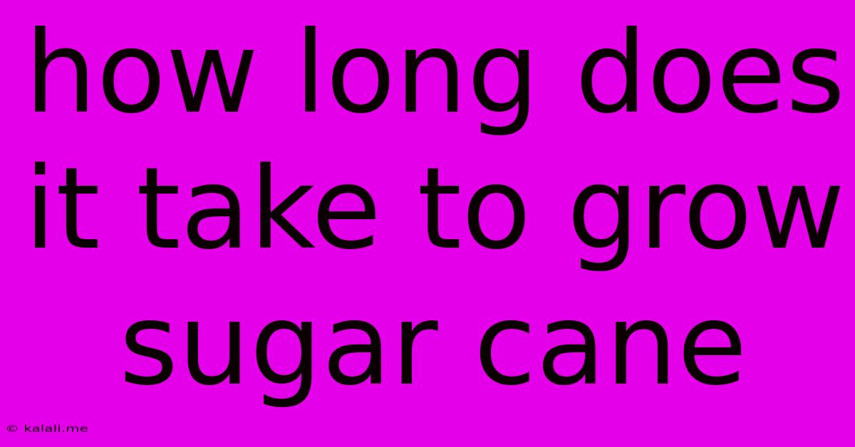 How Long Does It Take To Grow Sugar Cane