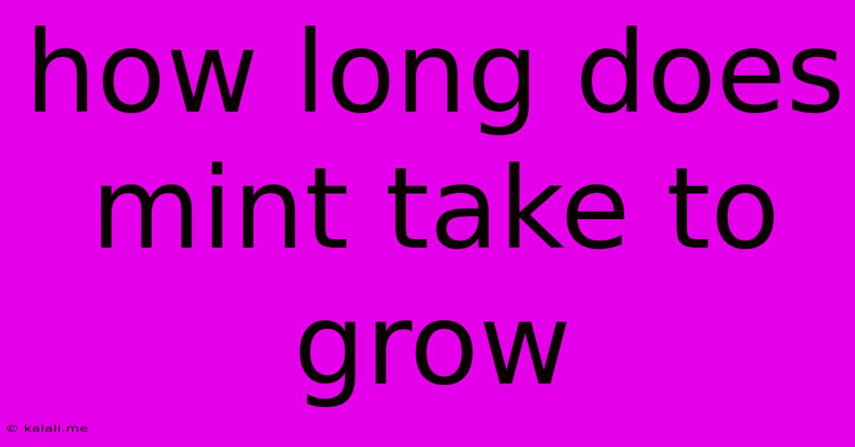 How Long Does Mint Take To Grow