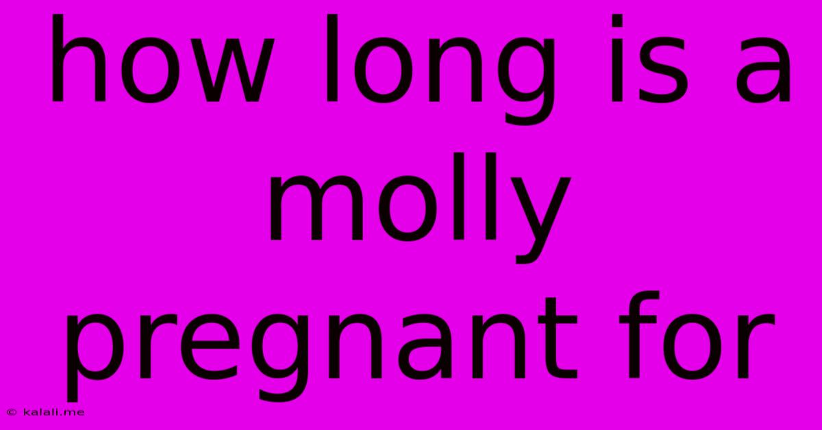How Long Is A Molly Pregnant For