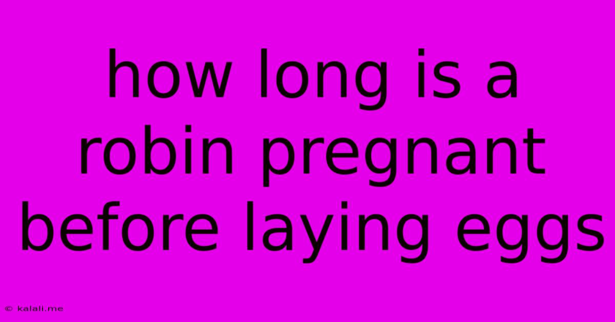 How Long Is A Robin Pregnant Before Laying Eggs