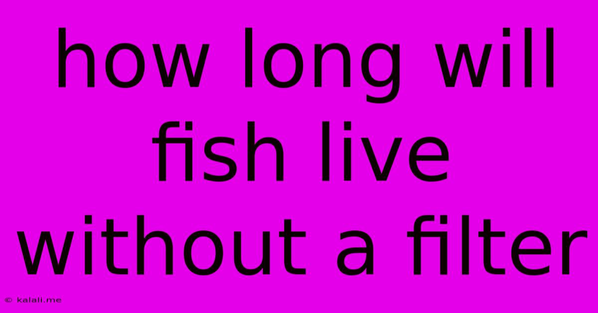 How Long Will Fish Live Without A Filter