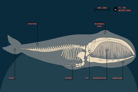 How Many Bones Does A Whale Have