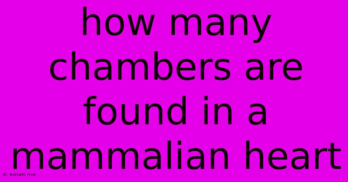 How Many Chambers Are Found In A Mammalian Heart