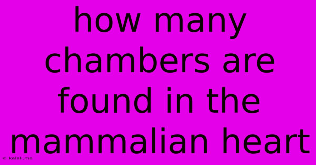 How Many Chambers Are Found In The Mammalian Heart