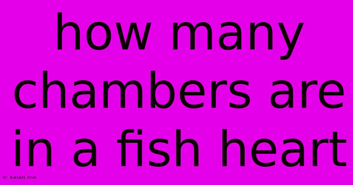How Many Chambers Are In A Fish Heart
