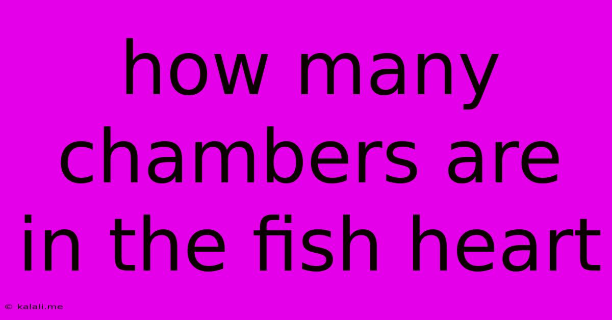 How Many Chambers Are In The Fish Heart