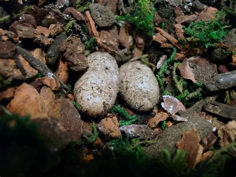 How Many Eggs Can A Leopard Gecko Lay