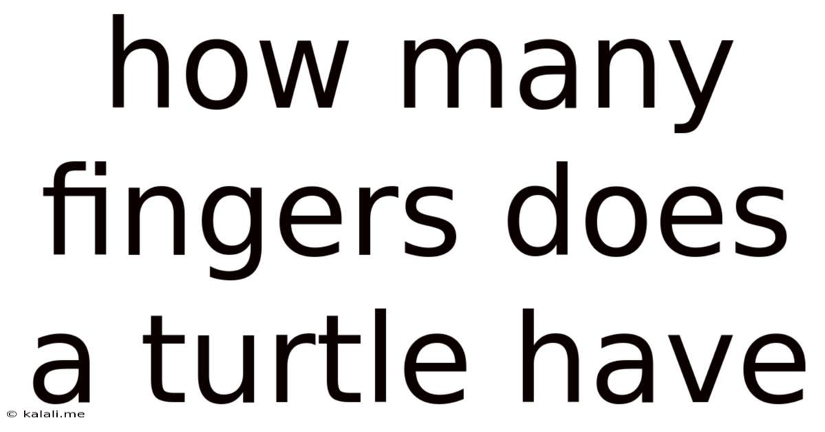 How Many Fingers Does A Turtle Have